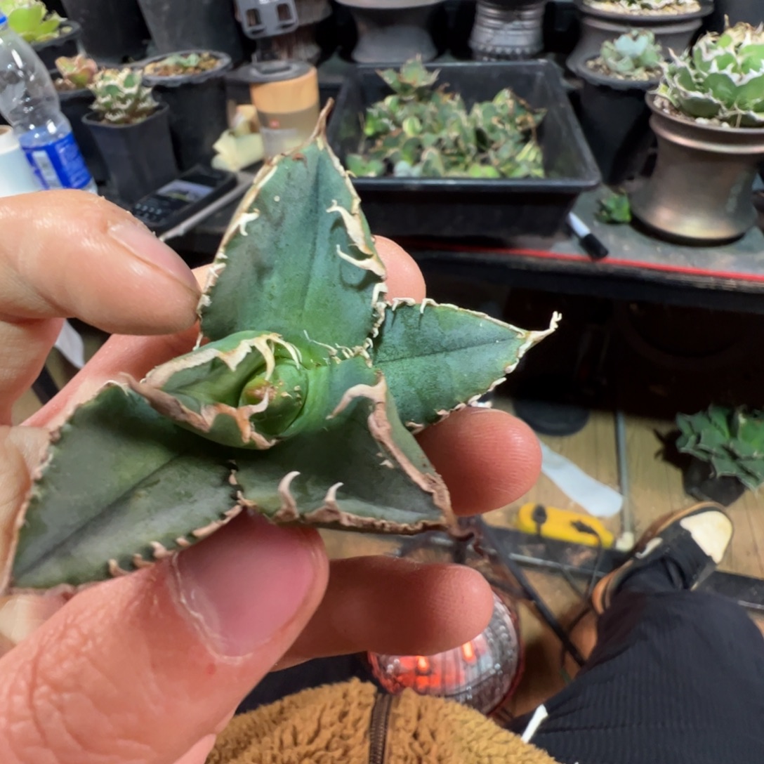 大大大大繁星大大大