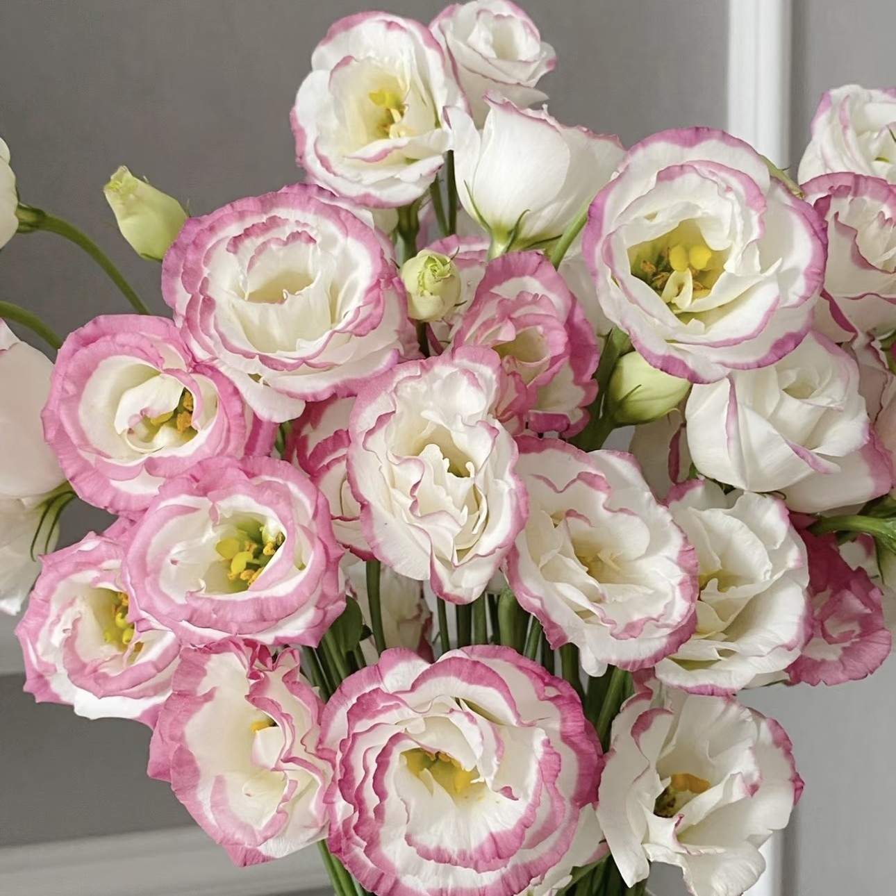 洋桔梗粉色边一份