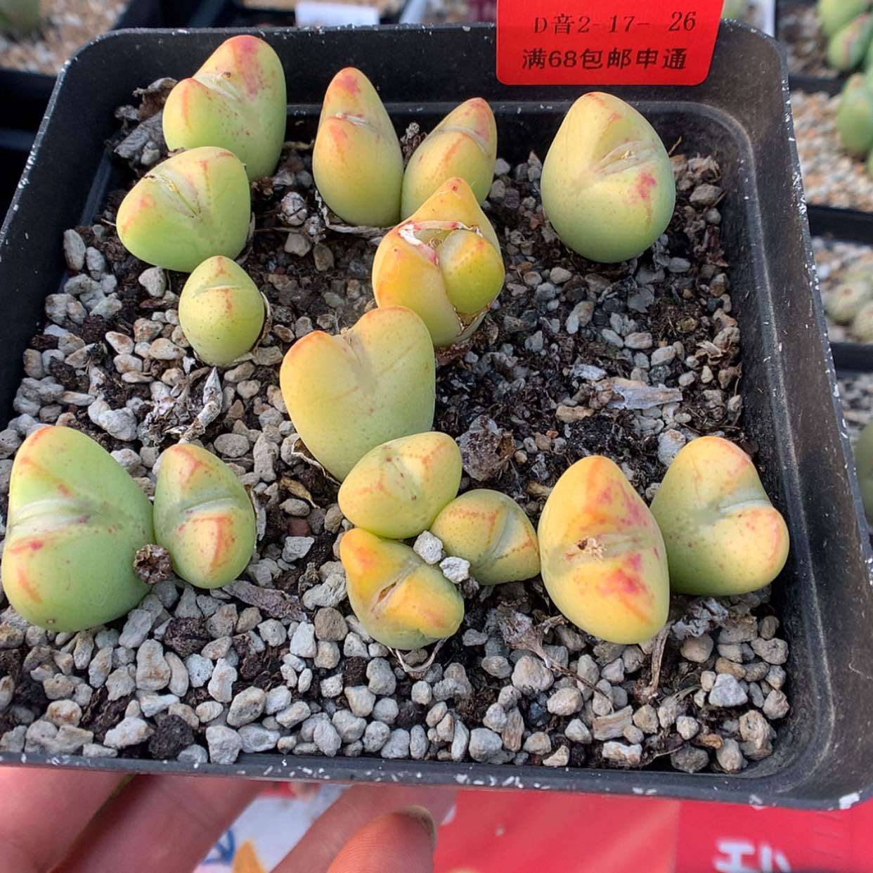 【闪购商品】2-17-26 清盆肉锥 60