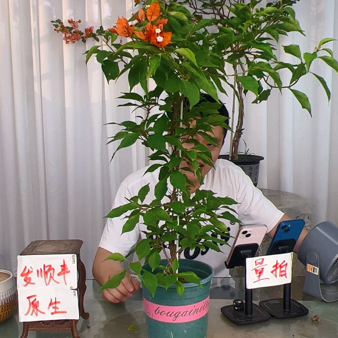 当前无花栽培后可以开花橙桑巴带竹一颗