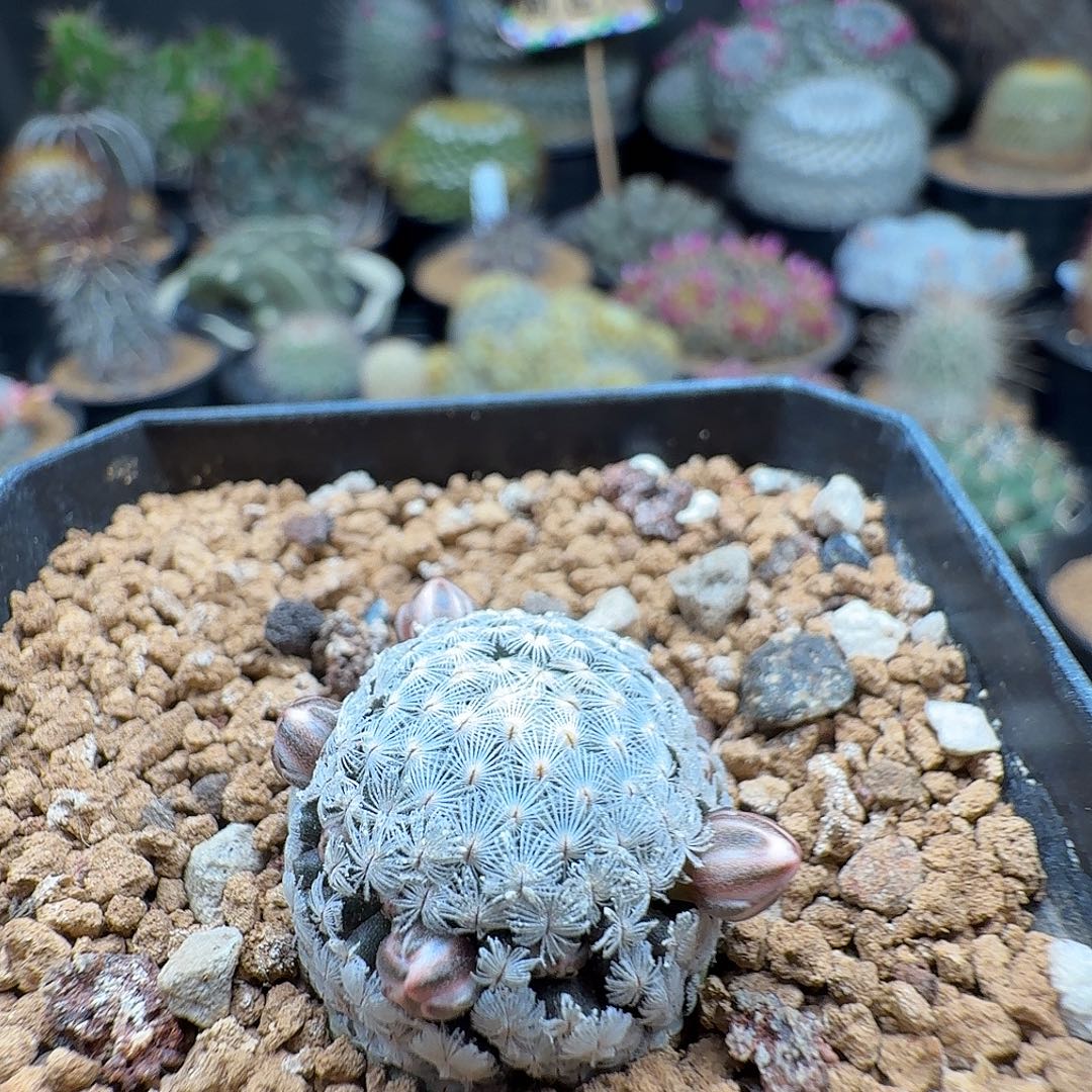 百***万实生羽毛丸带盆发货72