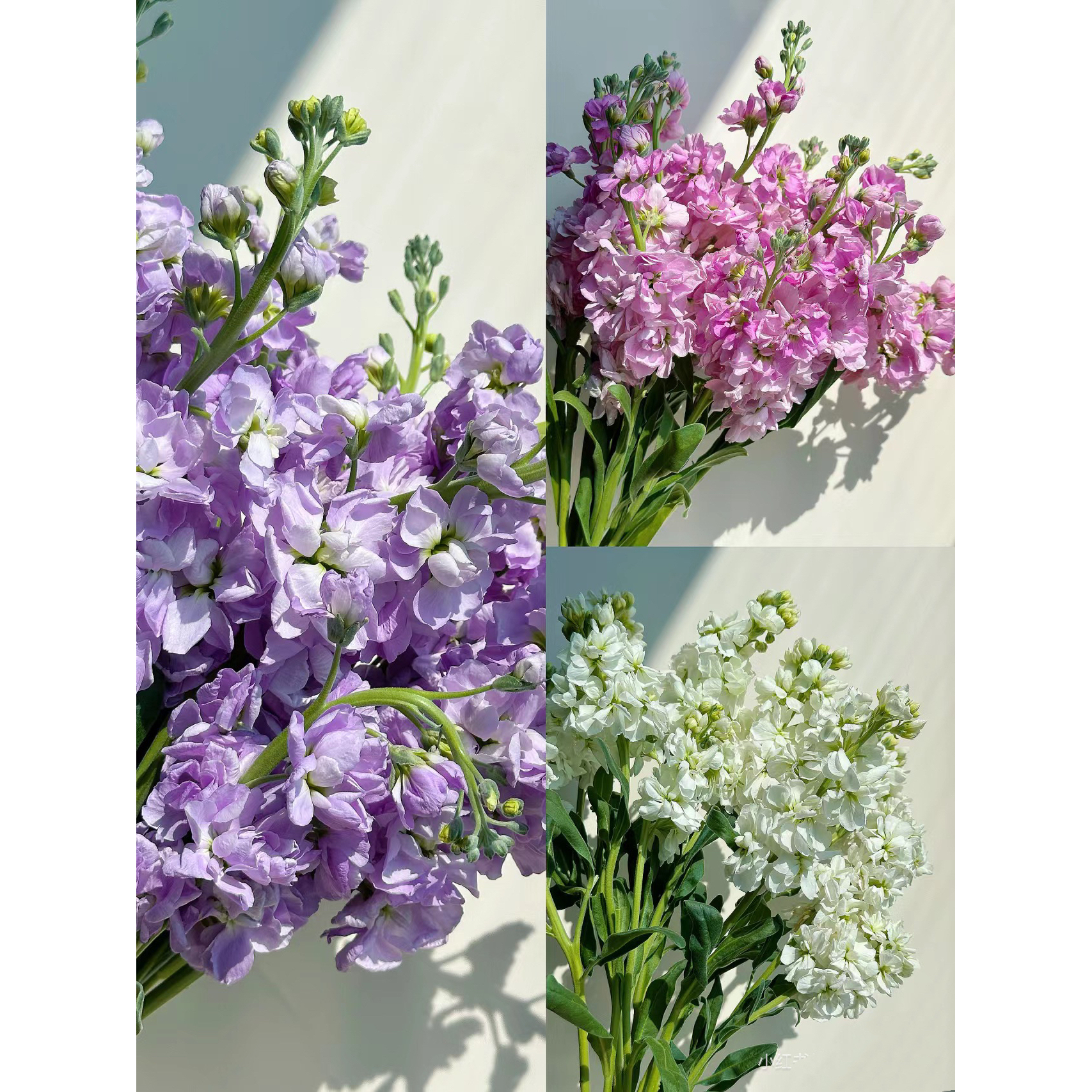 【一件包邮】重瓣香香紫罗兰10支  云南基地鲜花  水养