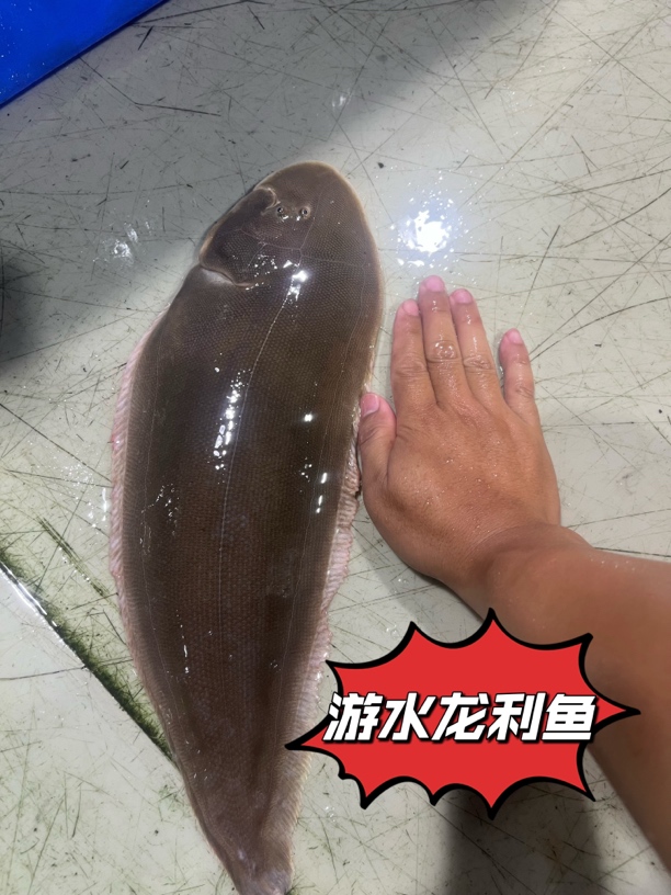 游水龙利鱼（1.3一1.6斤条）