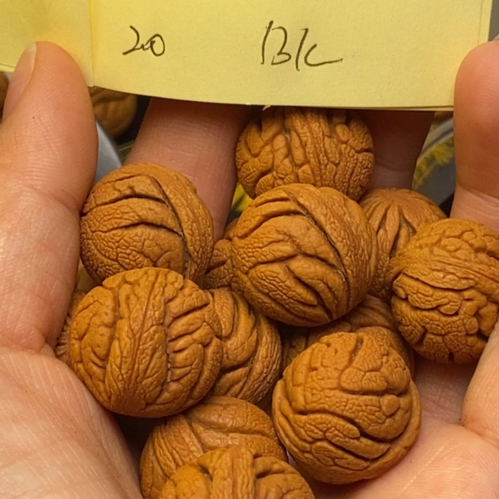 吊坠桃核秦岭龙纹桃核20尺寸