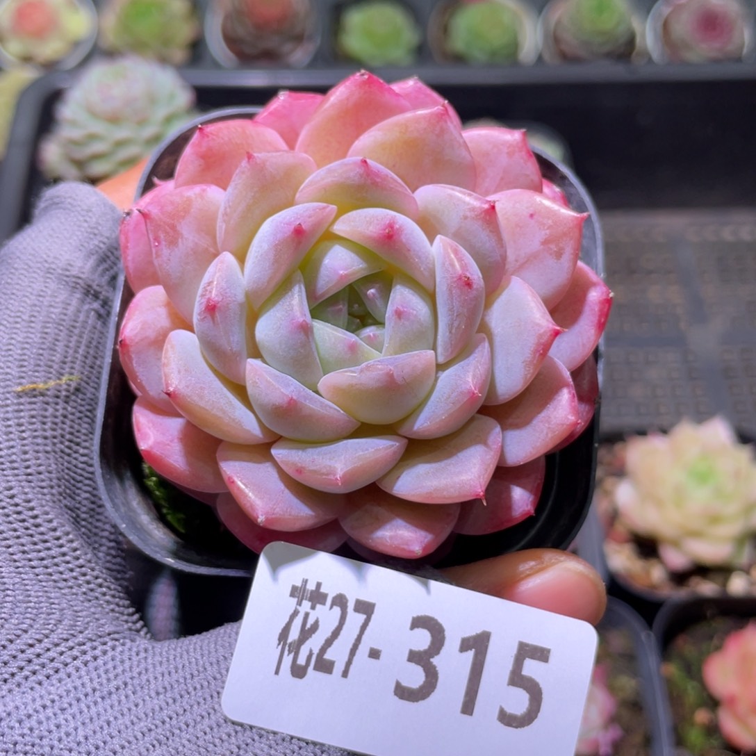 花利美27-315糖心新品