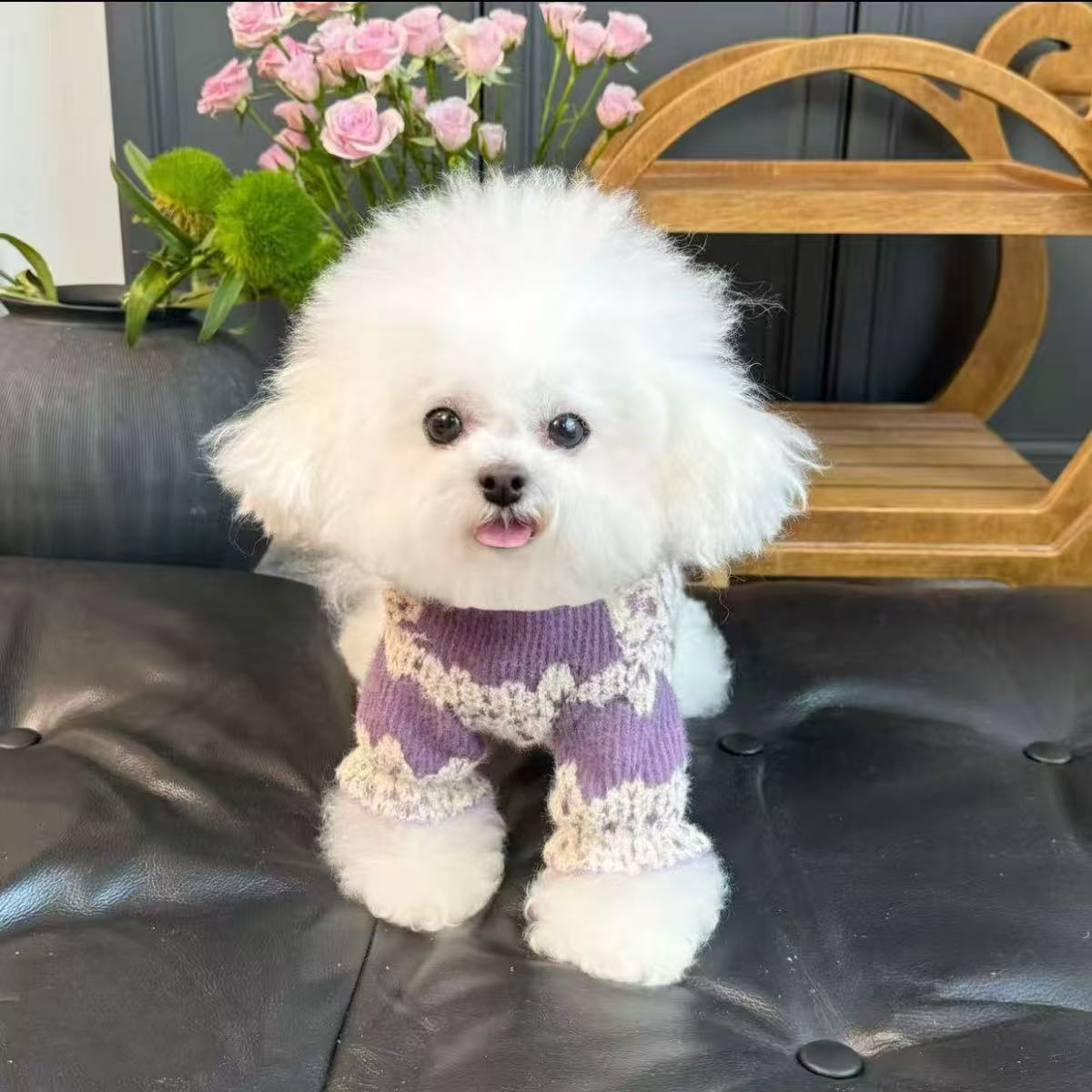 宠物新款网红外出公主风毛衣保暖泰迪比熊博美猫咪雪纳瑞