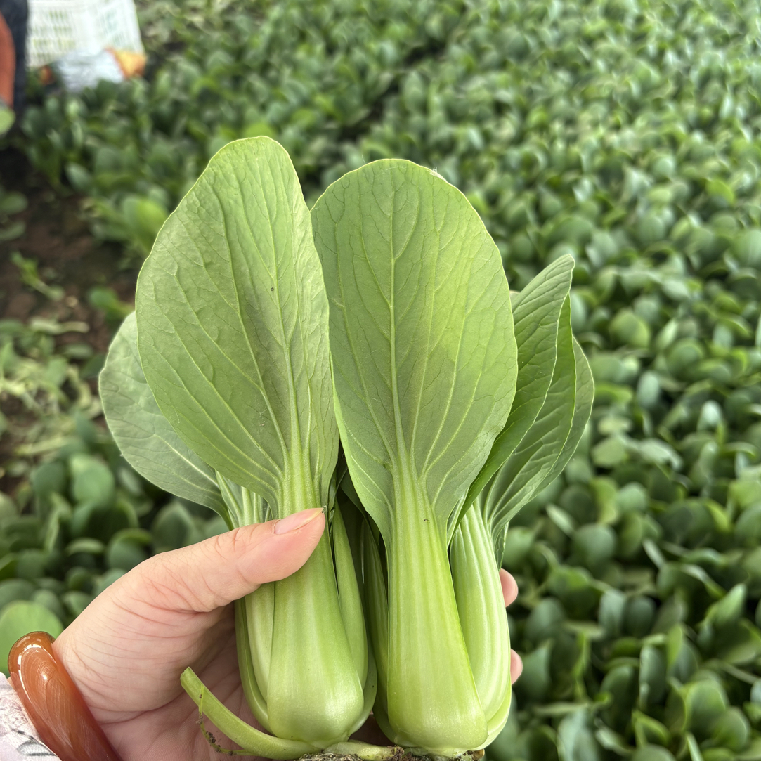 水溶肥 夏爽 518大叶面油菜籽