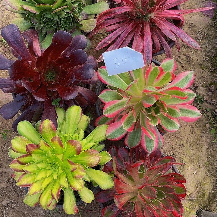 法师锦多肉组合503