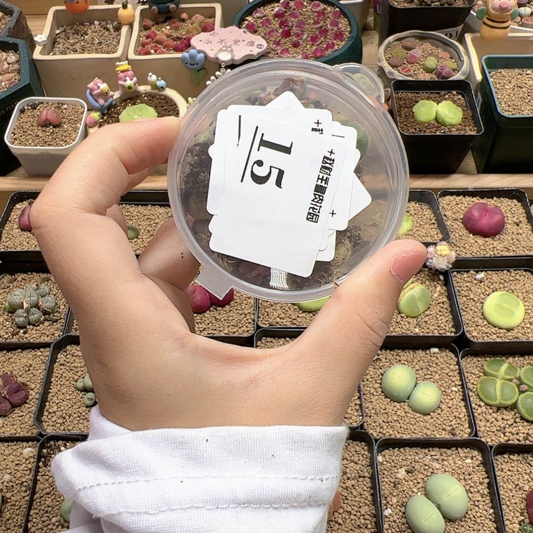 【闪购商品】15  开播福利