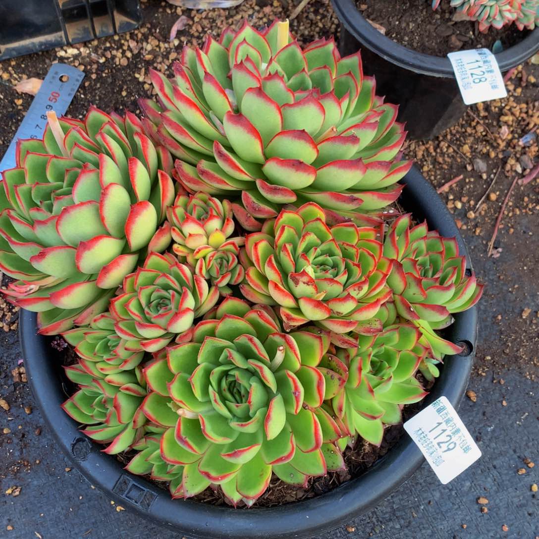 丽*梦1129不知名多肉