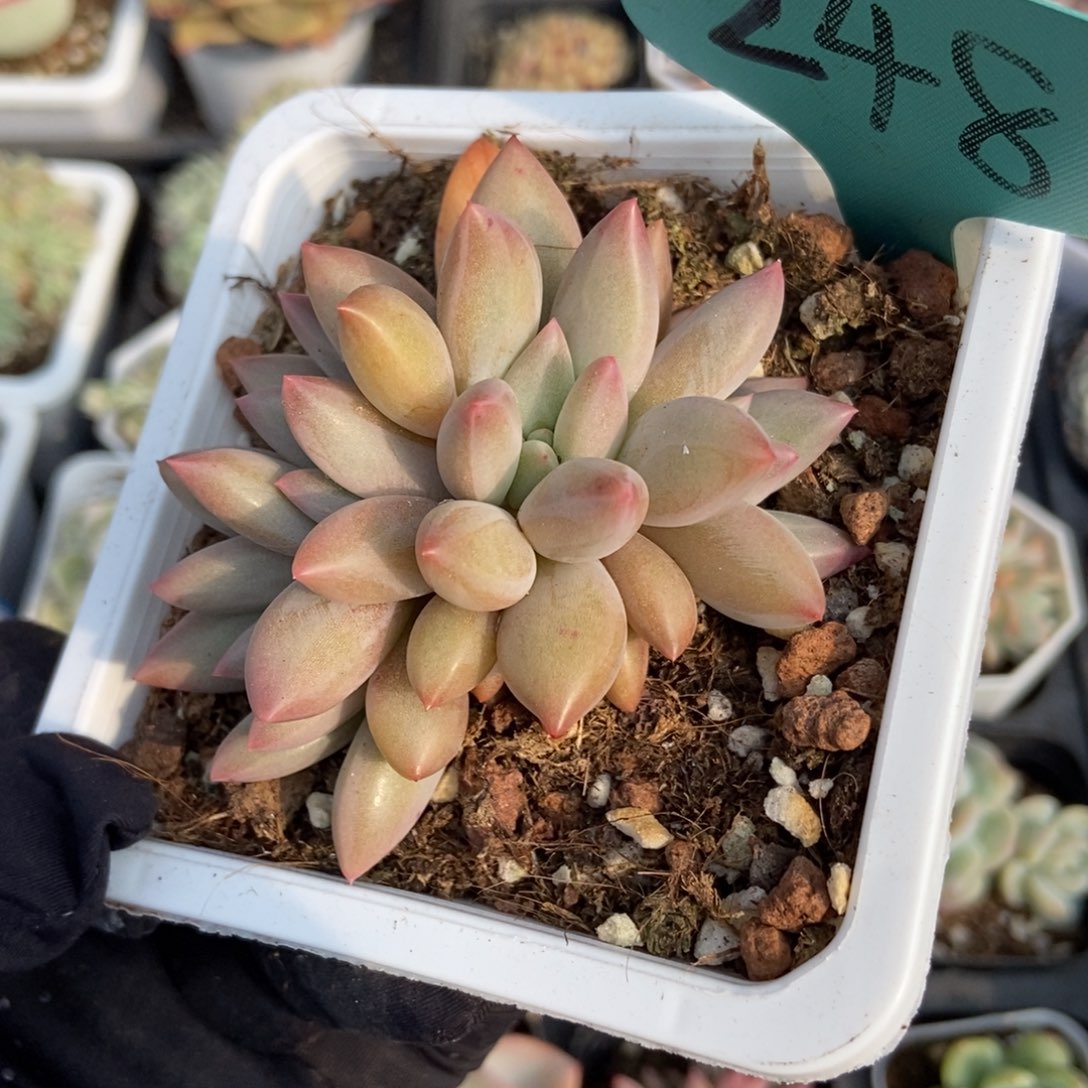 248车厘子多肉植物保护