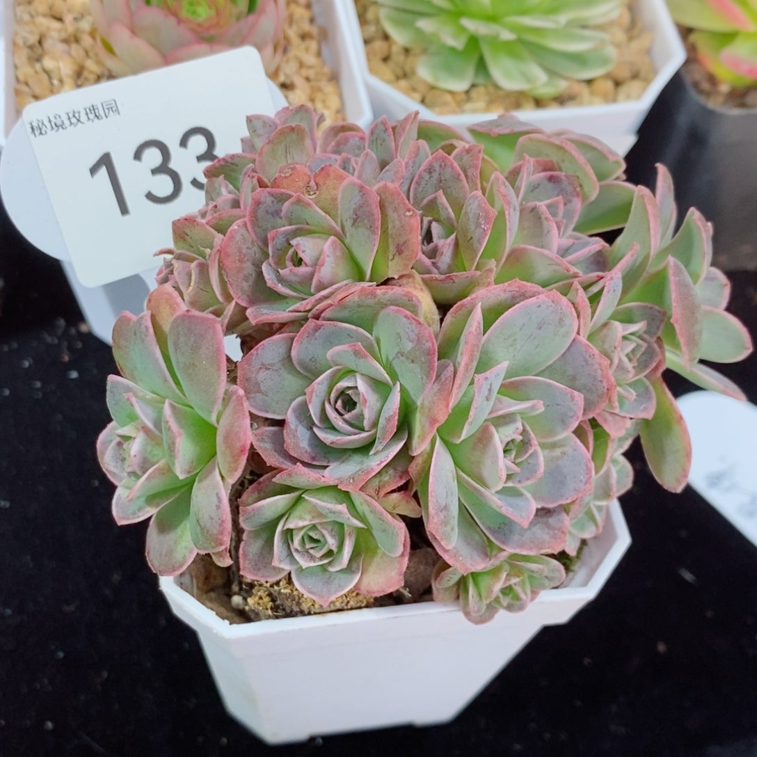 133黄帕杂缀化。