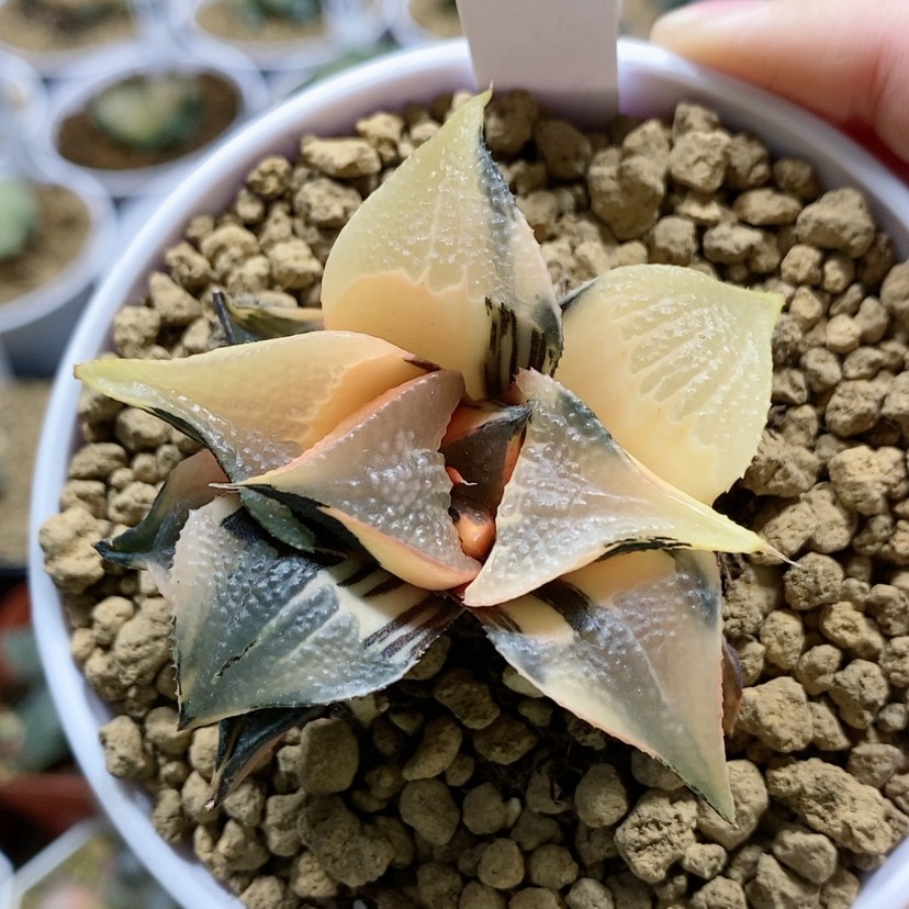 【闪购商品】151白凤锦