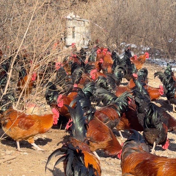 零下18度，冷冻保存中国大陆