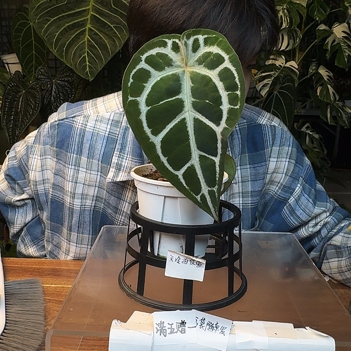 不开花植物I165红骑士杂小钻石