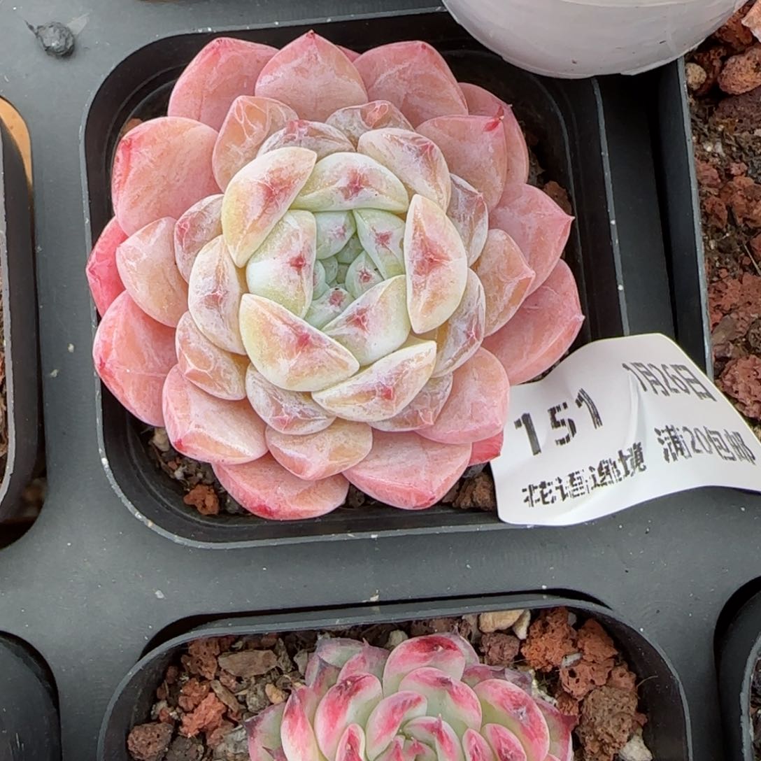 花语逸镜0126-151紫糯米