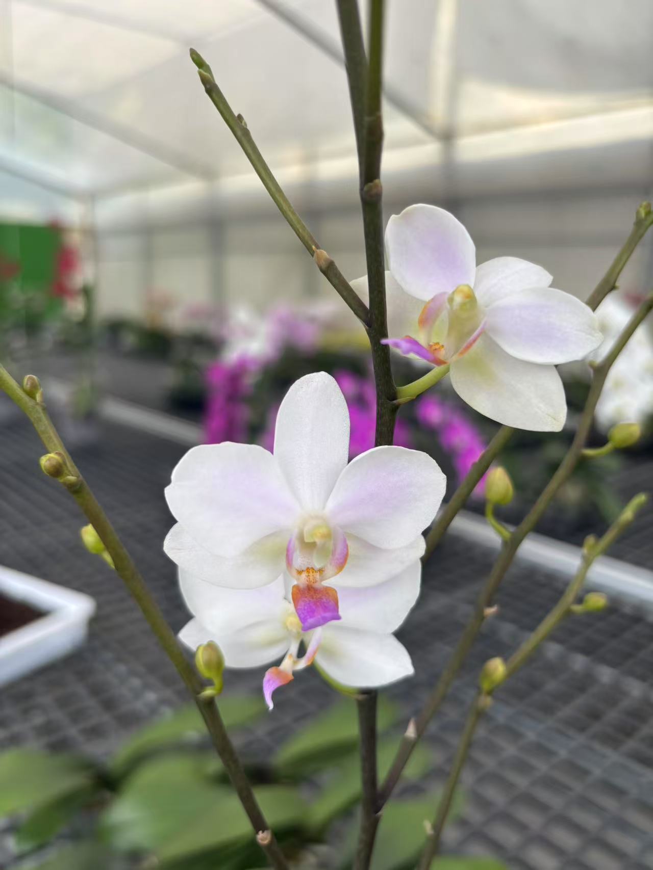 【残雪】植株高品質蝴蝶蘭基地直发种 植施肥观赏花卉