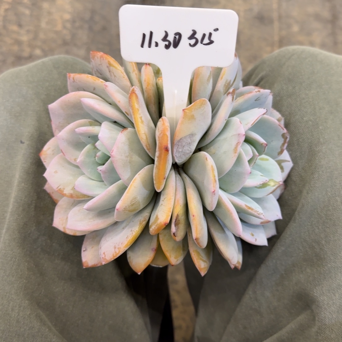 一物一拍大棒子奶茶315