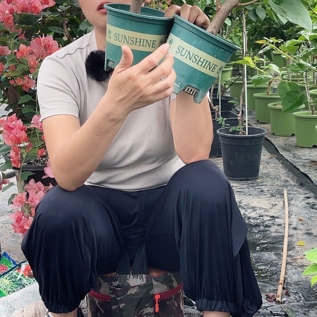 大部分花苞少量开放掌中宝两颗