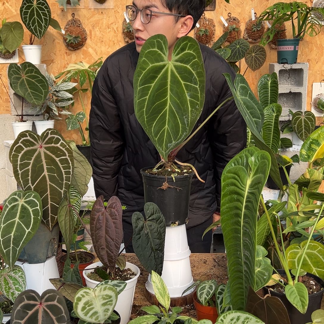 完全开放老桩花烛