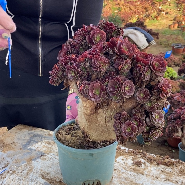 爱***妞017欧紫缀化老桩老桩