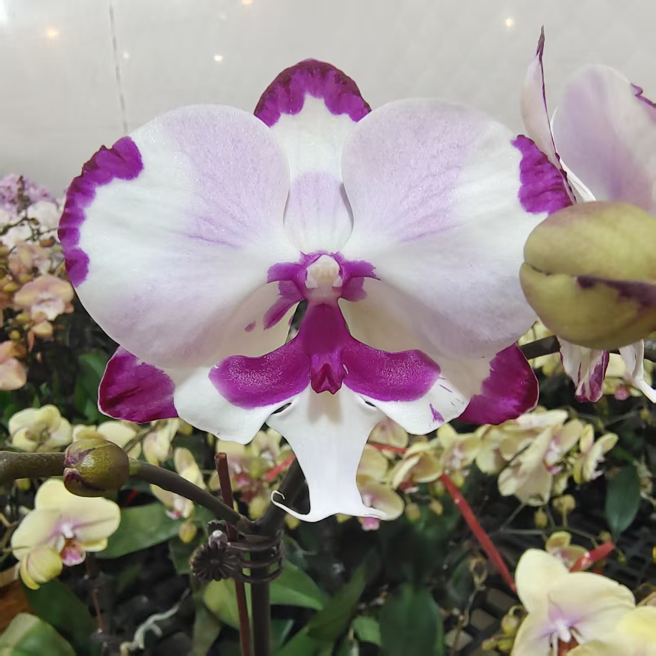 蝴蝶兰【天空之城】中花型 带花发货 花色特别 高级花卉 