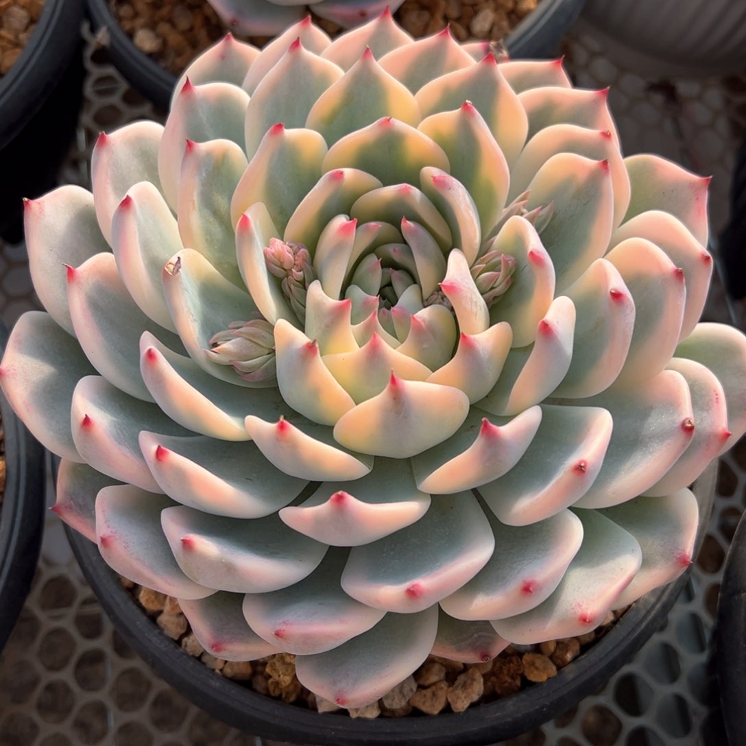 吉娃娃锦多肉植物