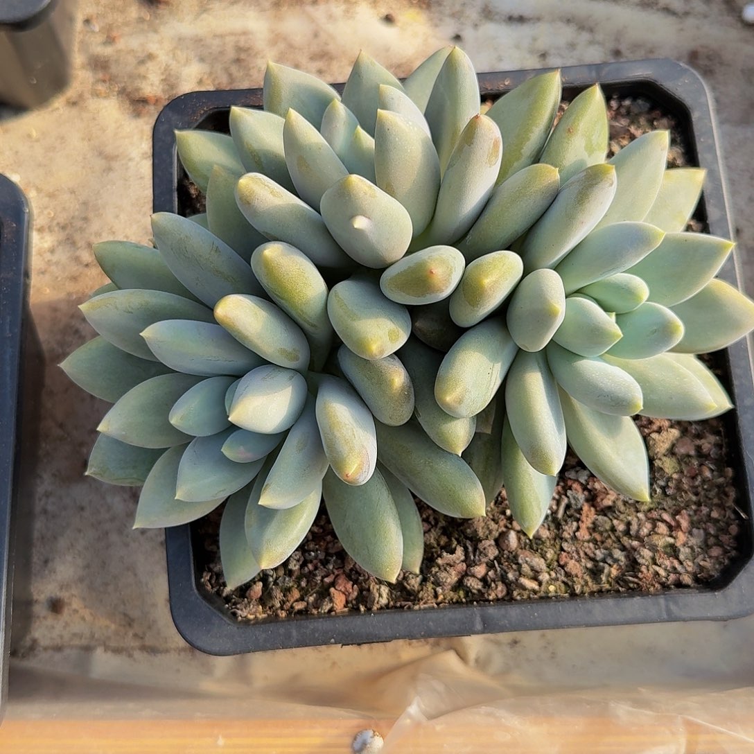 哥特萝莉一颗竞拍价格