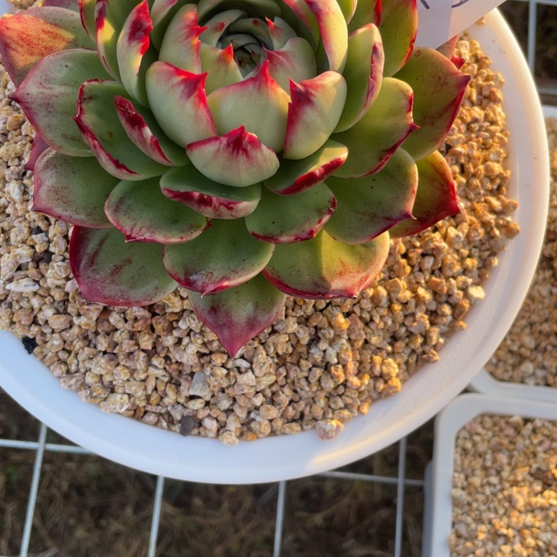 大****惊鸿仙子一物一拍