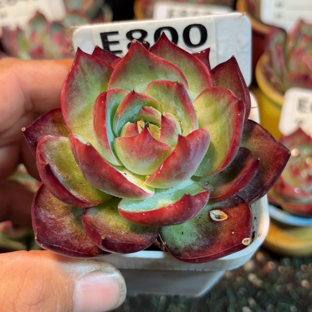 惊鸿一瞥800号多肉