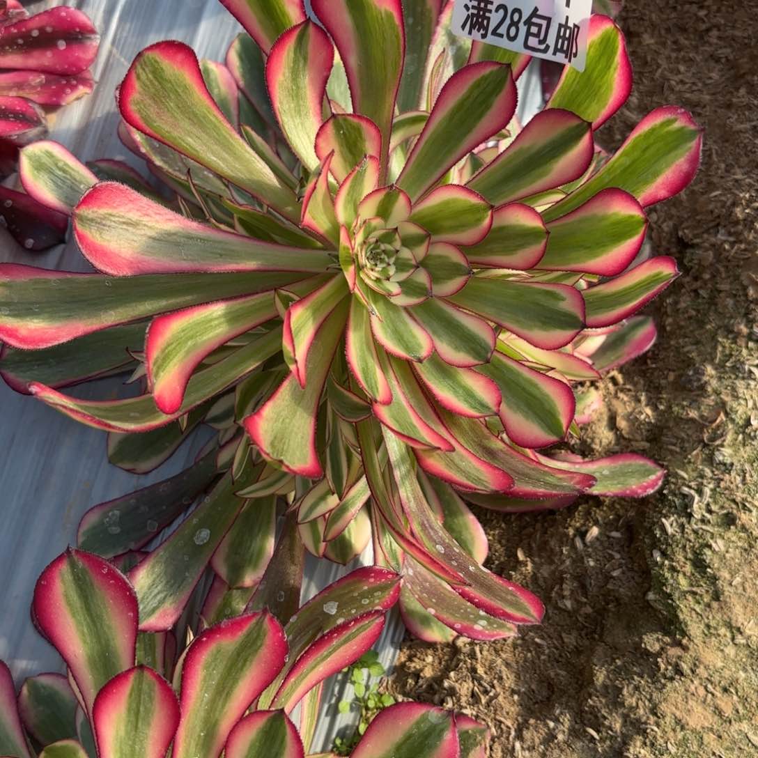 M.  6691红彤超白多肉