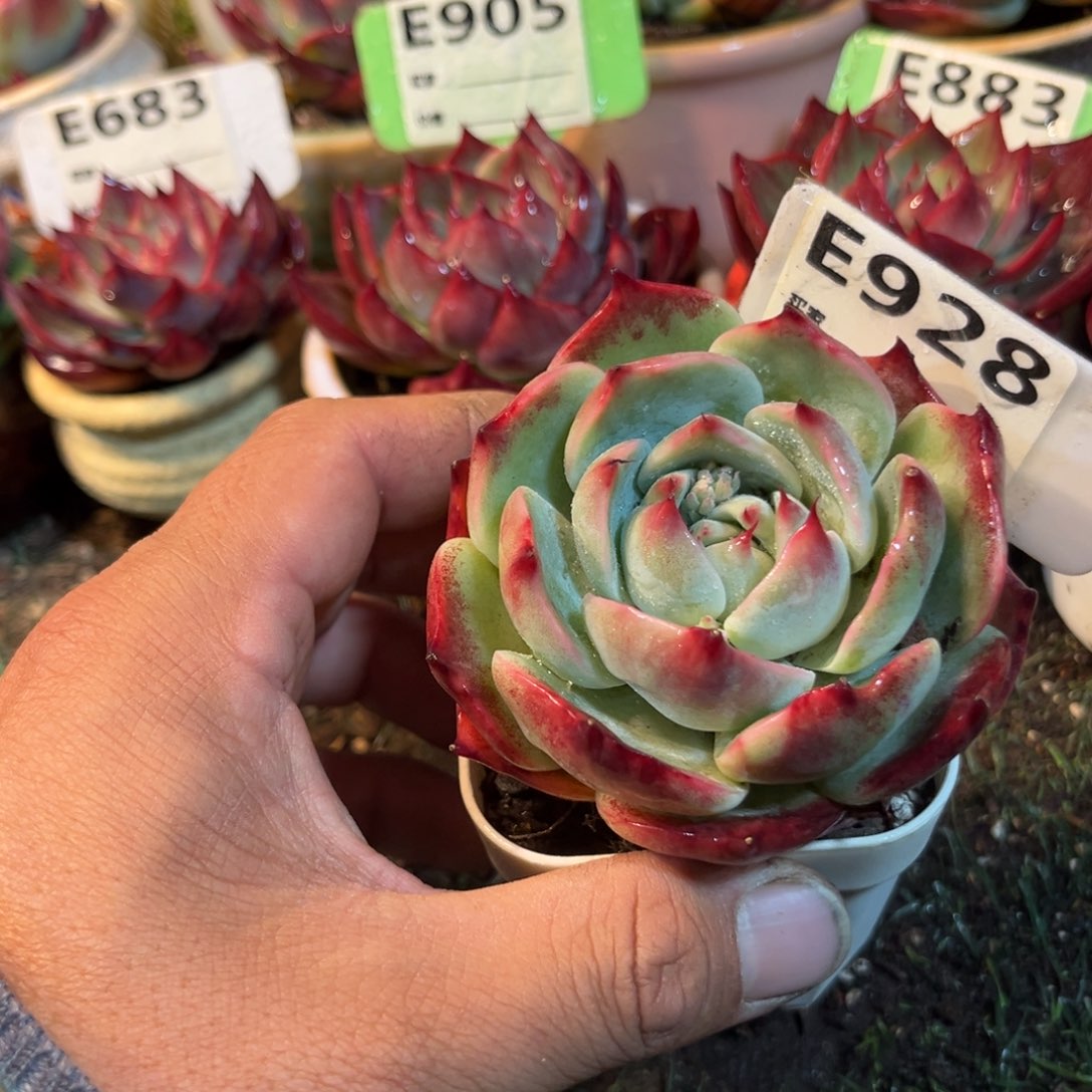 惊鸿一瞥928号多肉