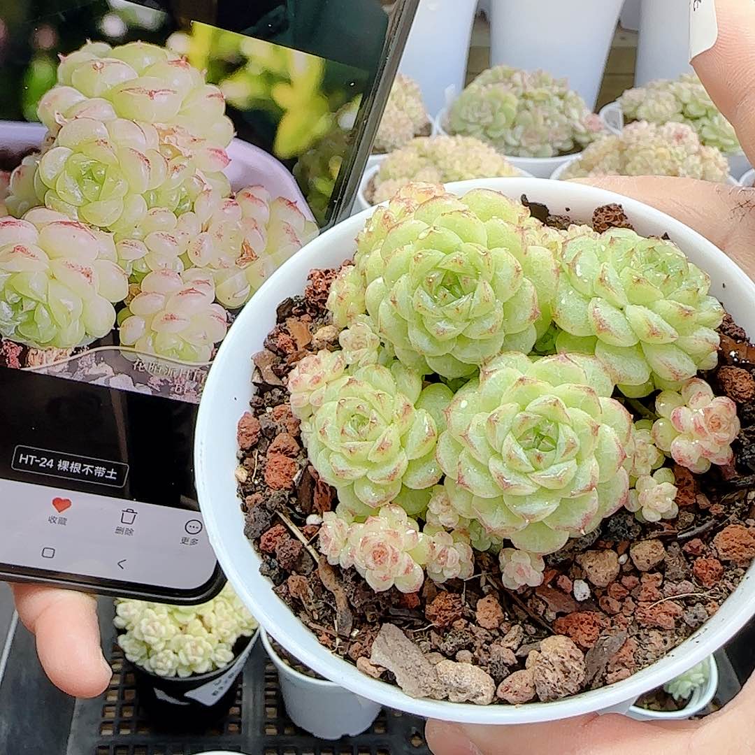 我***神1127-13（ht-24）优选