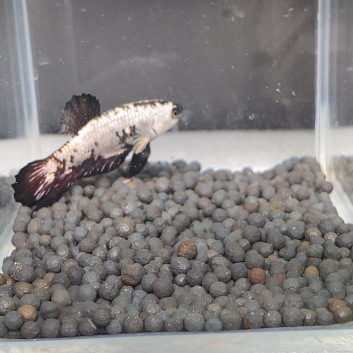 斗鱼泰国斗鱼154号