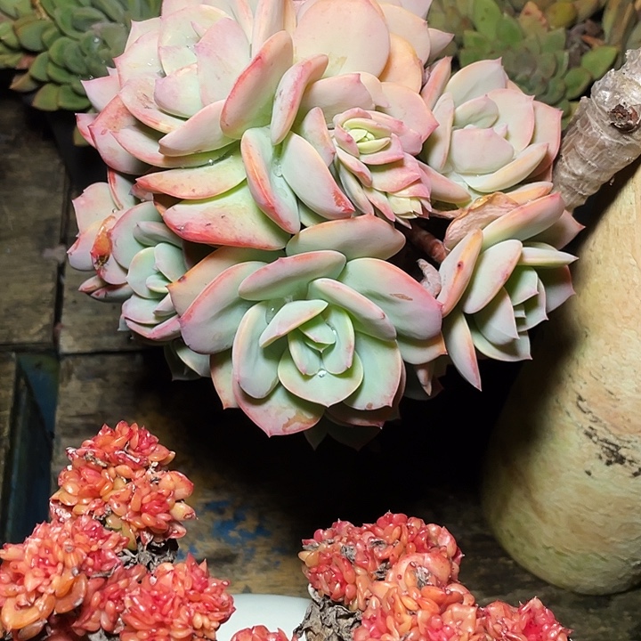 兰***沁多肉植物白凤发货