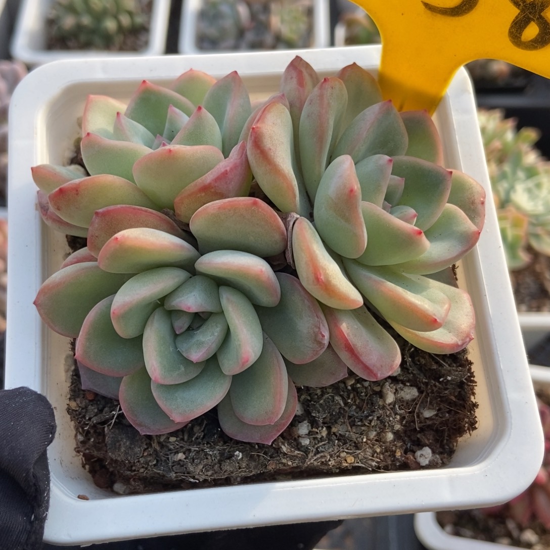 558泡芙多肉植物多肉