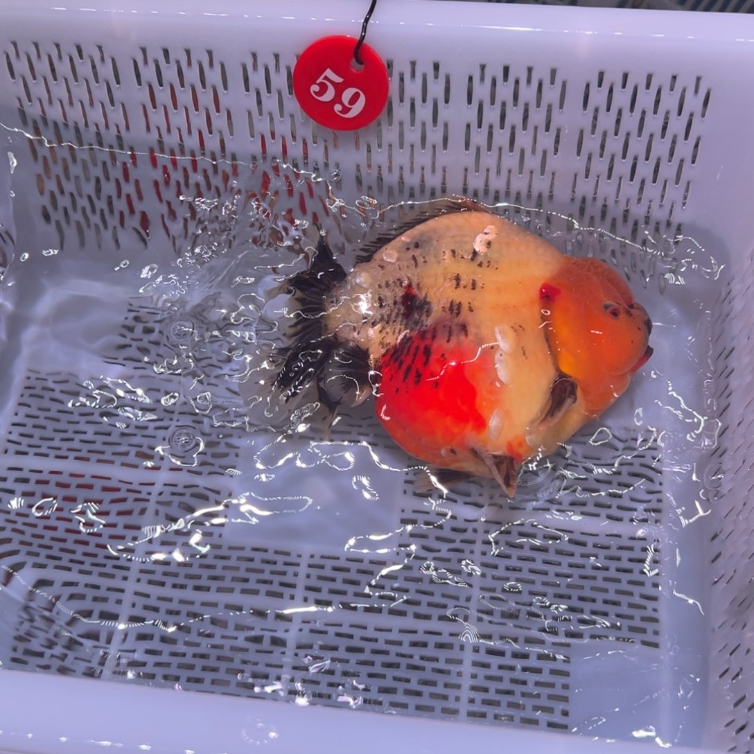 海***一金鱼你好吗我好想好