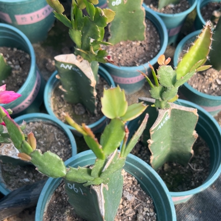 彩***377号061重瓣花花，8088888