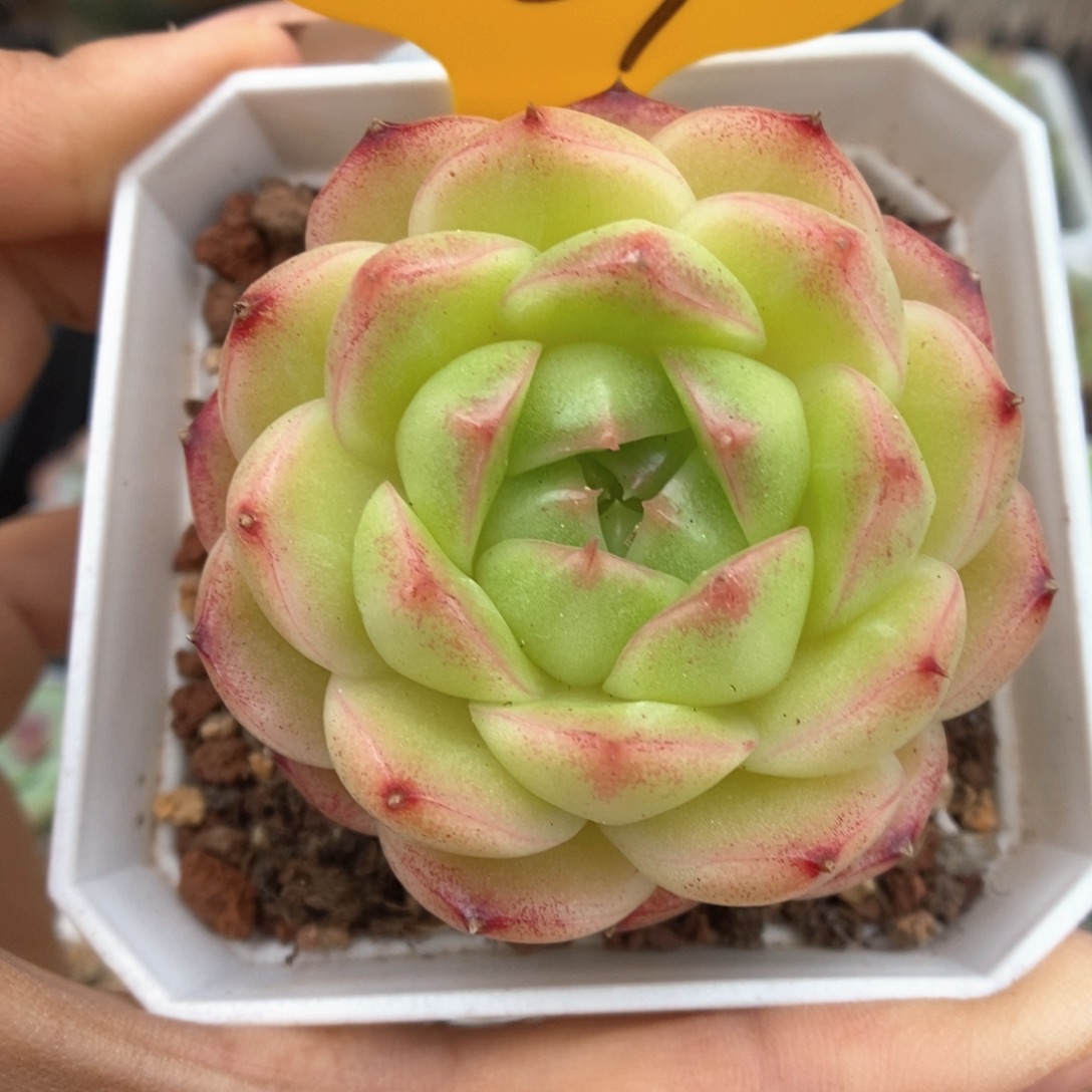 菠萝蜜麦秆861号。  
