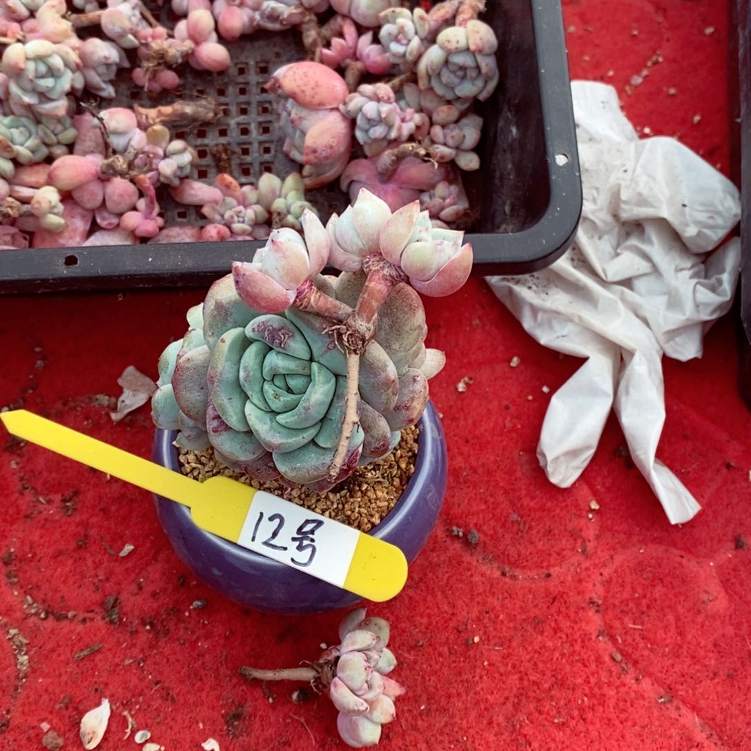 玲***肉12号的肉肉肉肉肉肉