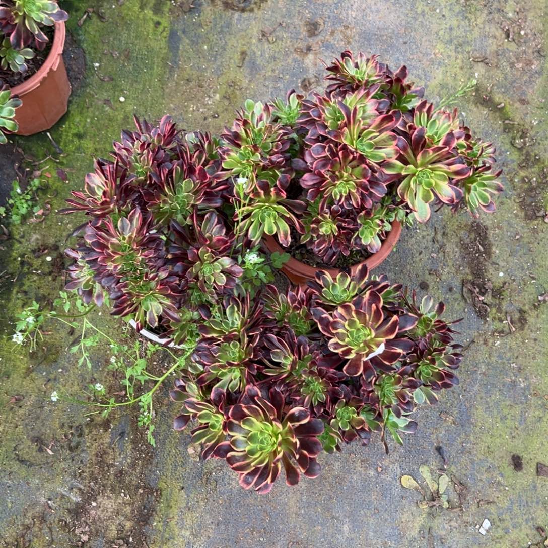 20包邮63欧嘉莉缀有瑕疵一颗10