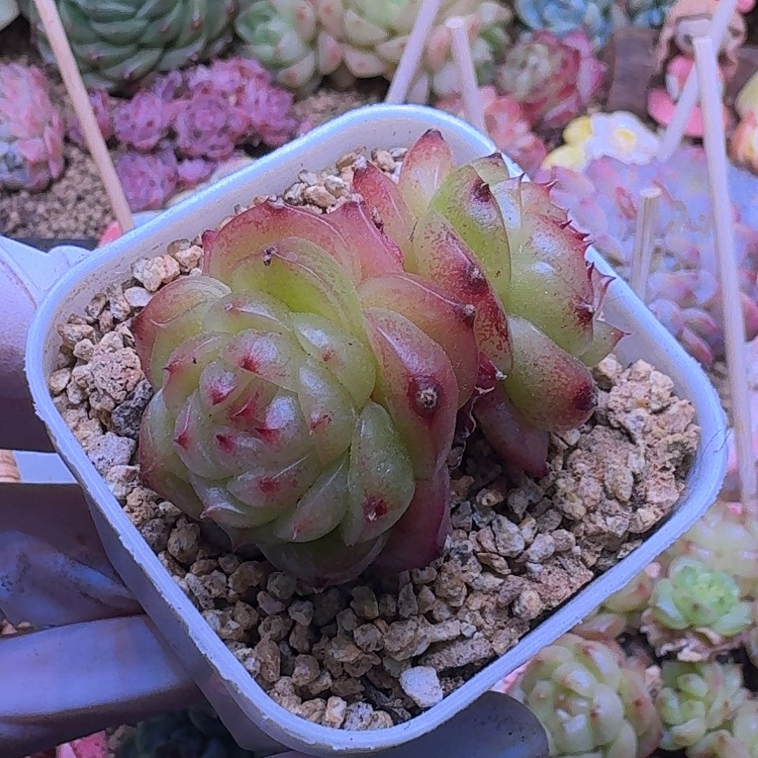 6玉玲珑双头哈哈哈