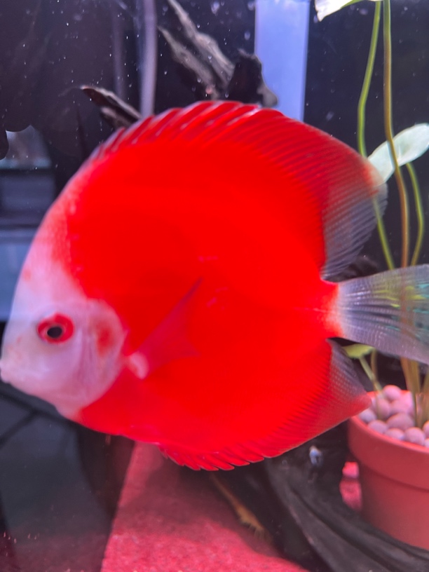 七彩神仙鱼-红妃