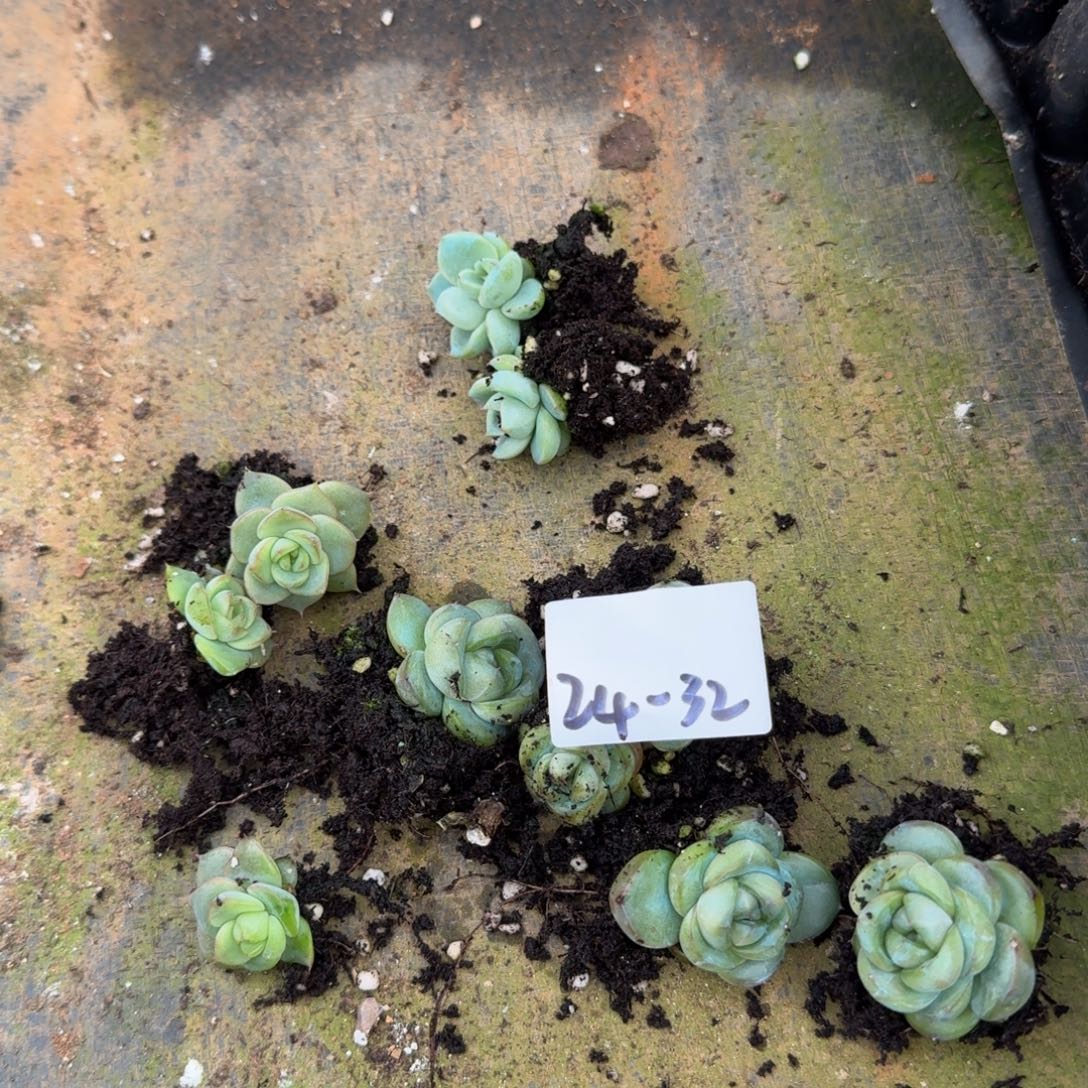 珍妮小苗十棵量拍发货24-32