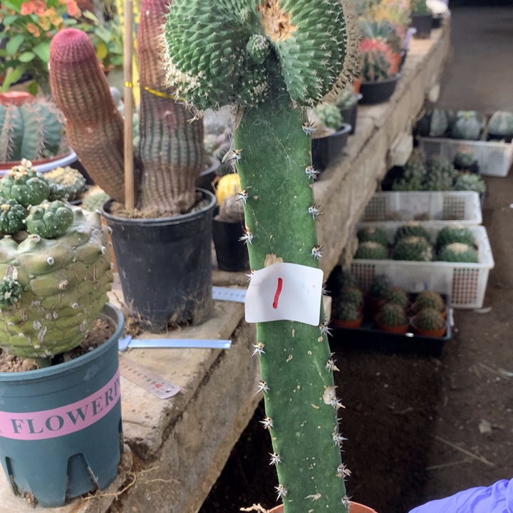 菊水缀化1号。。。。。。。。。。。。