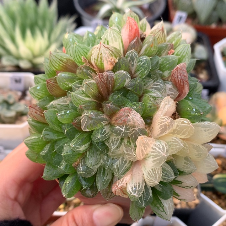 小***运群生苏州玉露锦，带盆包邮