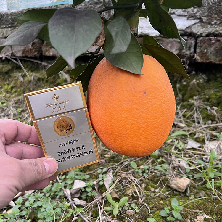 嫁接果苗庭院种植美国巨橙苗果肉有香气橙子苗汁脆甜无核橙树苗