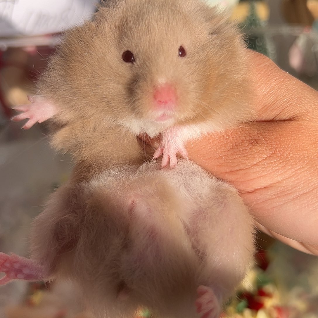 10月28日携巧鸽灰弟弟