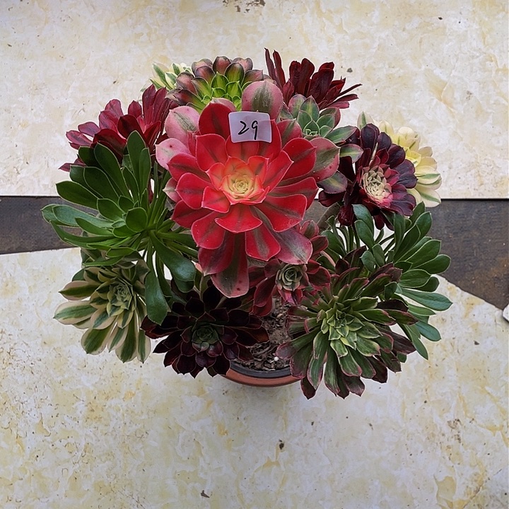 尘****?架接法师一个29号