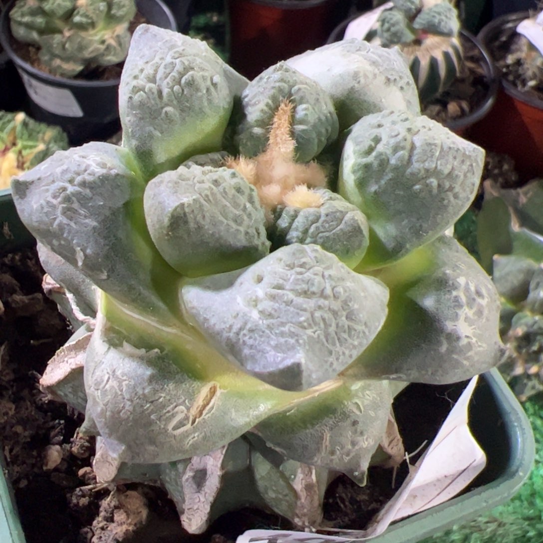 连山牡丹仙人球408